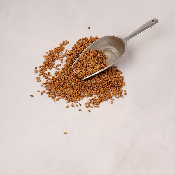 Semillas de Cilantro (Coriandro) - Imagen 2