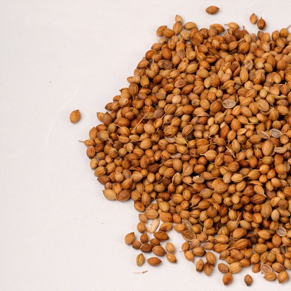 Semillas de Cilantro (Coriandro) - Imagen 3
